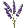 lavanda